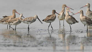 Asian Dowitcher