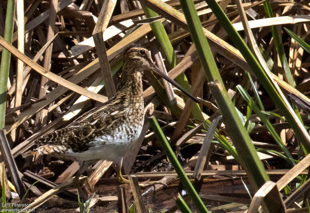 Bécassine africaine, camouflage, pigmentation