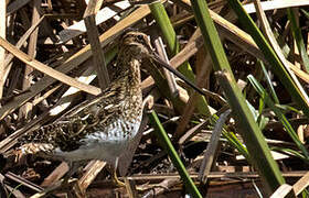 African Snipe