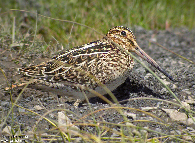 South American Snipe