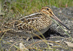 South American Snipe