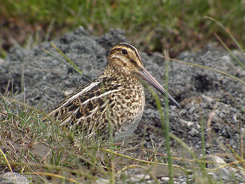 South American Snipe