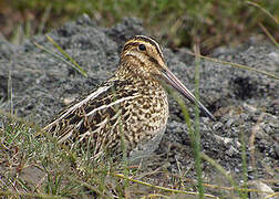 South American Snipe