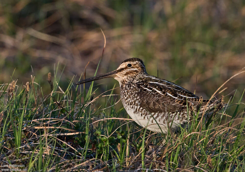 Bécassine de Wilsonadulte, habitat, pigmentation