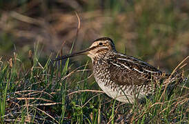 Wilson's Snipe