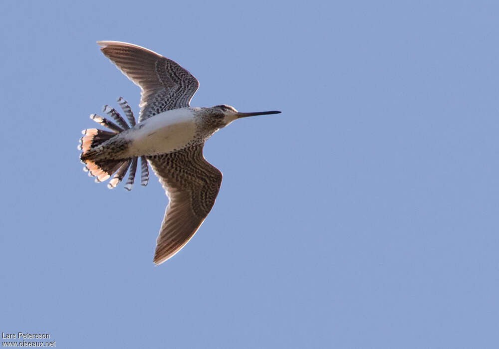 Wilson's Snipeadult, pigmentation, Flight