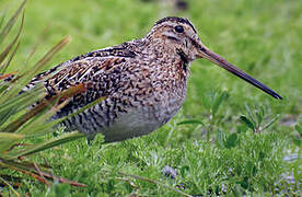 Common Snipe