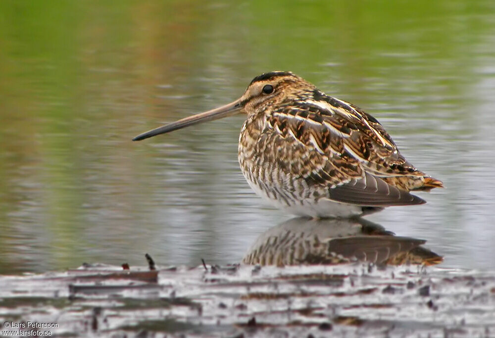 Common Snipe