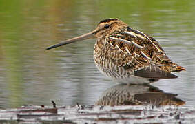 Common Snipe