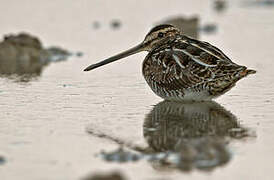 Common Snipe