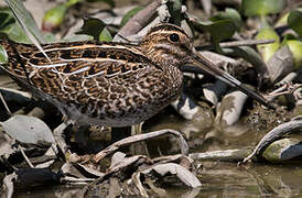 Common Snipe