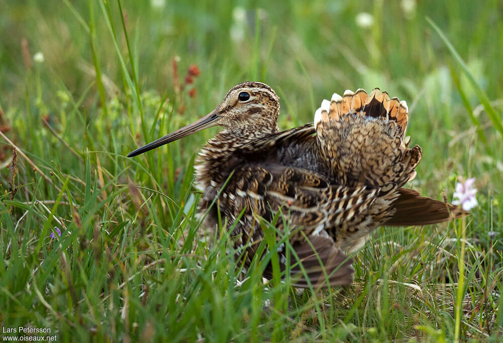 Bécassine doubleadulte, identification, parade