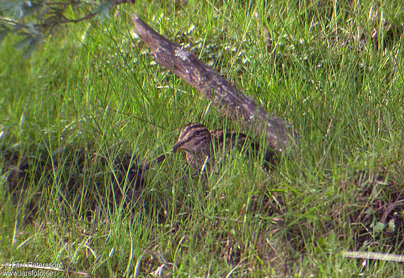 Madagascar Snipe