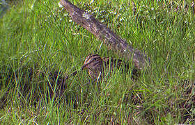 Madagascar Snipe