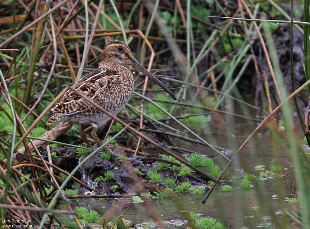 Noble Snipe