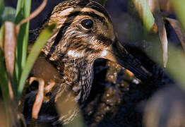 Jack Snipe