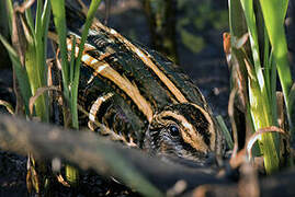 Jack Snipe