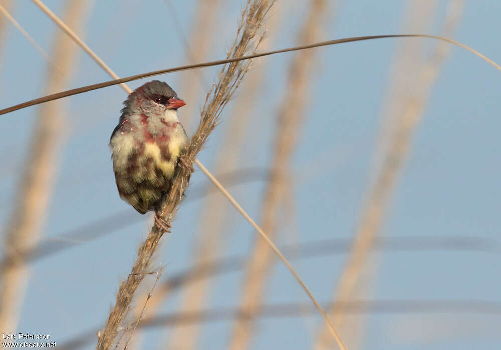 Red Avadavat male First year, close-up portrait