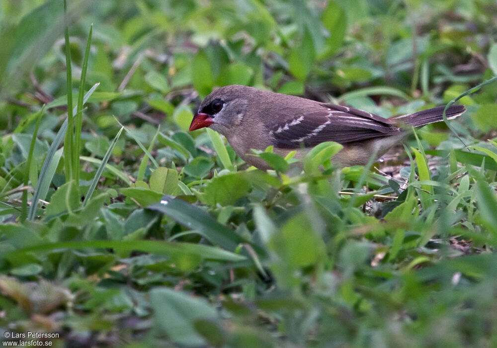 Red Avadavat