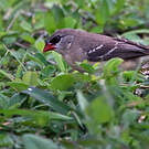 Bengali rouge