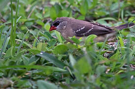 Red Avadavat