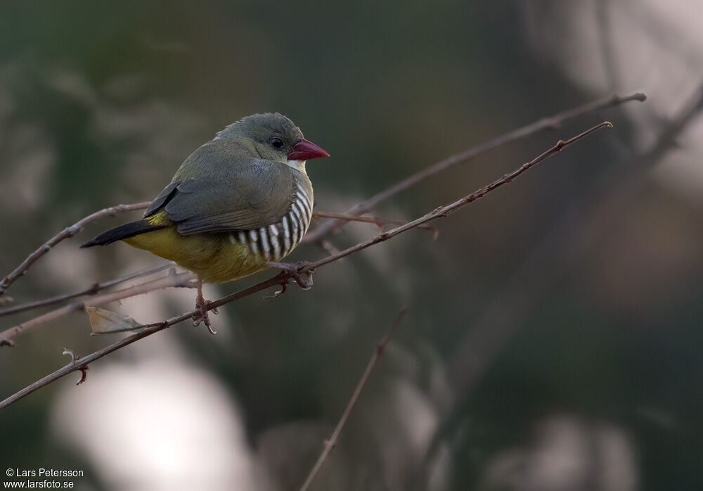 Green Avadavat