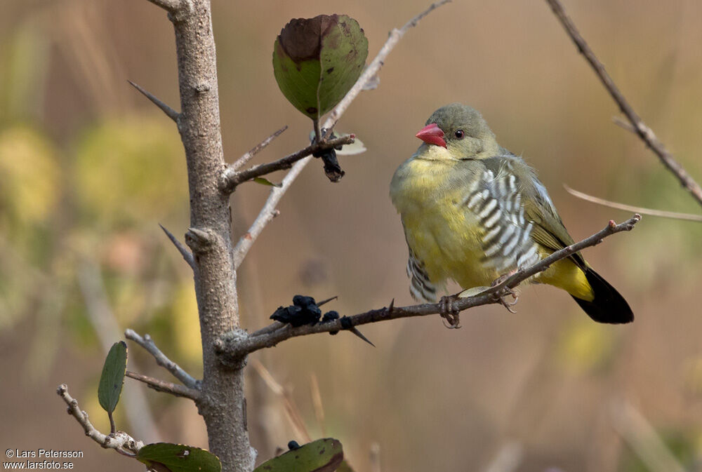 Green Avadavat