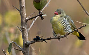 Green Avadavat