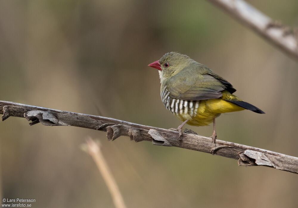 Green Avadavat