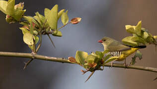 Green Avadavat