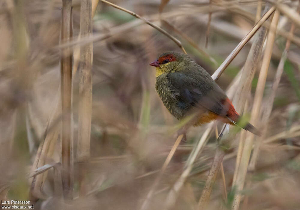 Orange-breasted Waxbill male adult, habitat, pigmentation