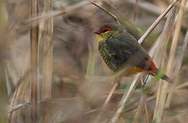 Orange-breasted Waxbill