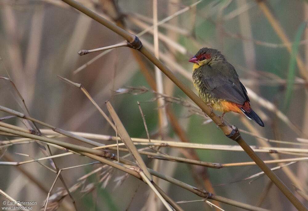 Orange-breasted Waxbill