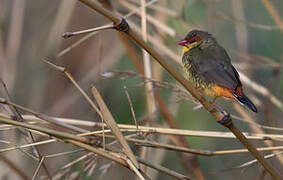 Orange-breasted Waxbill