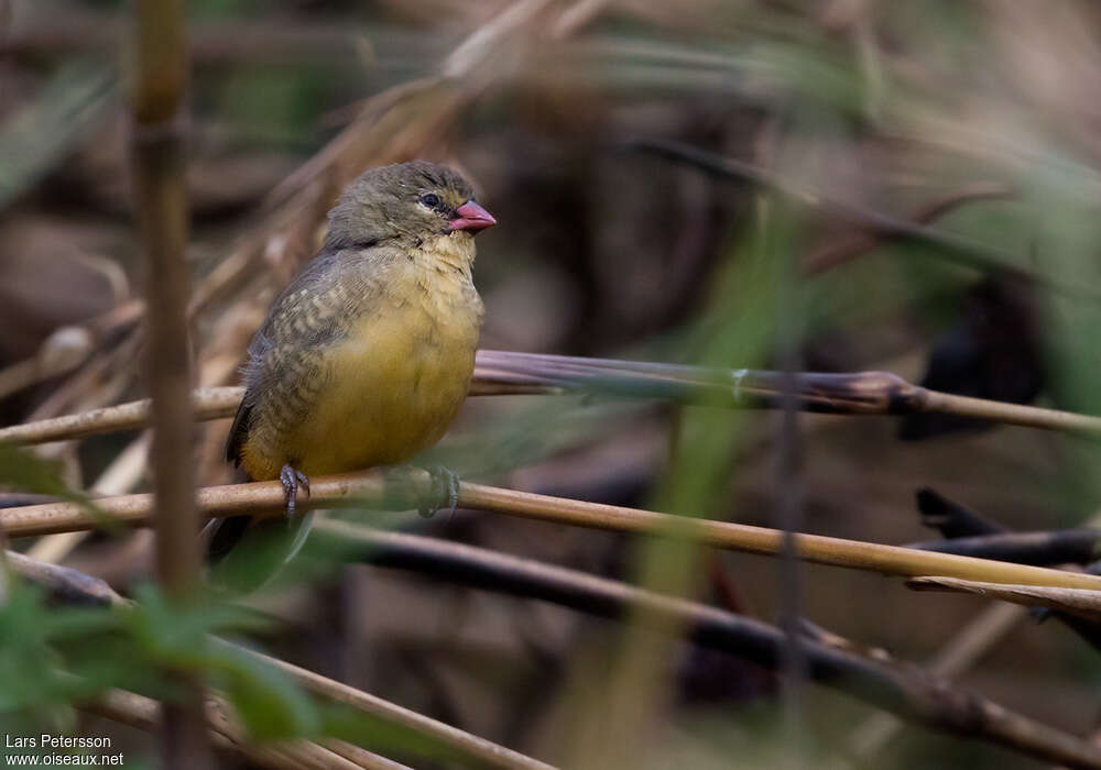 Bengali zébré femelle adulte, identification