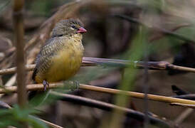 Orange-breasted Waxbill