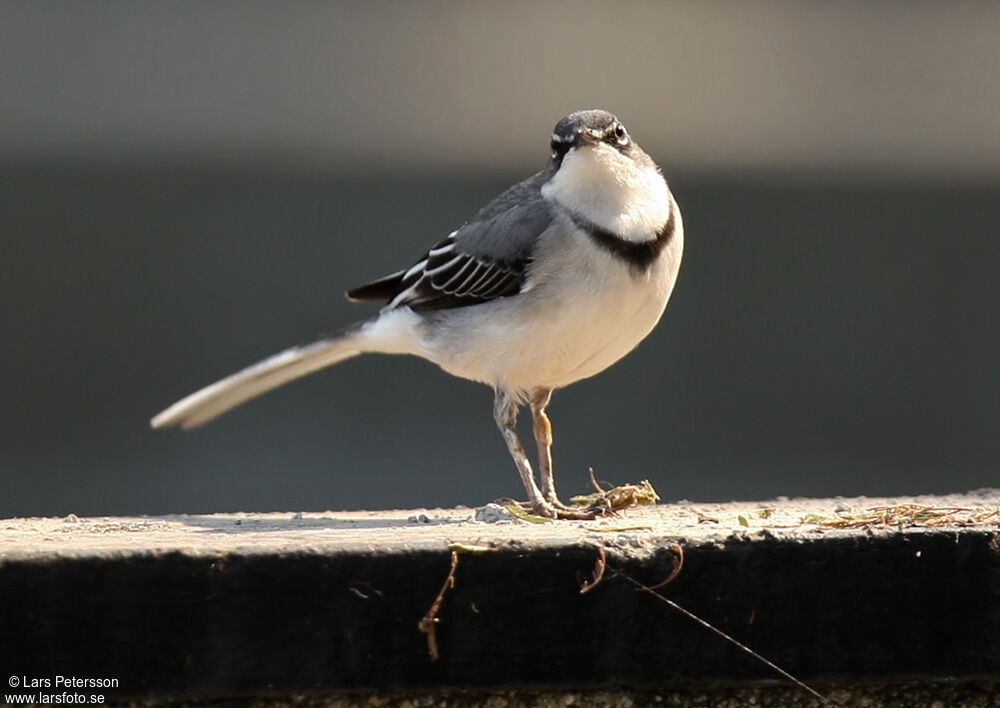 Mountain Wagtail