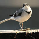 Bergeronnette à longue queue