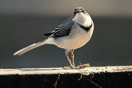 Mountain Wagtail