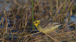 Citrine Wagtail