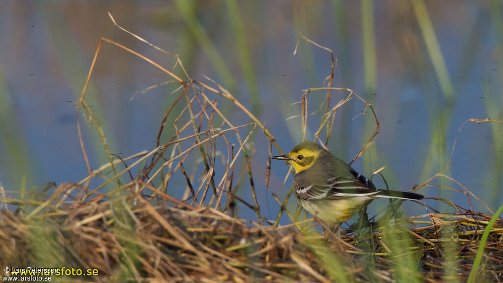 Citrine Wagtail