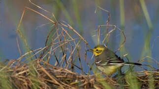 Citrine Wagtail