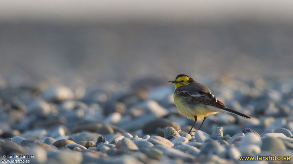 Citrine Wagtail