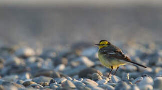 Citrine Wagtail