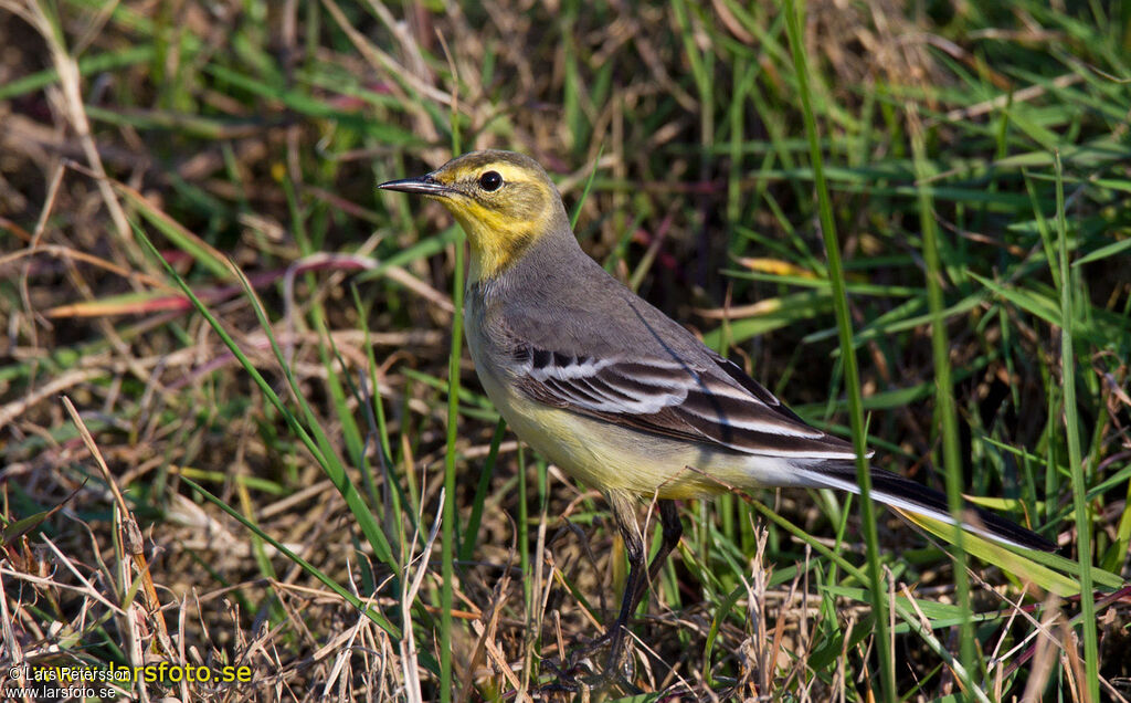 Citrine Wagtail