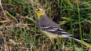 Citrine Wagtail