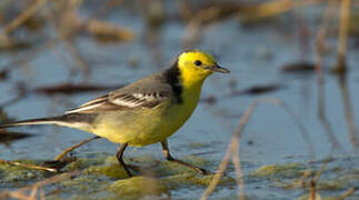 Citrine Wagtail