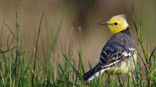 Citrine Wagtail