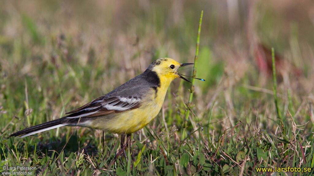 Citrine Wagtail