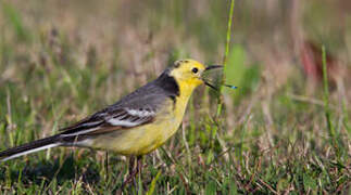 Citrine Wagtail